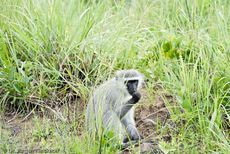Grüne Meerkatzen (14 von 67).jpg